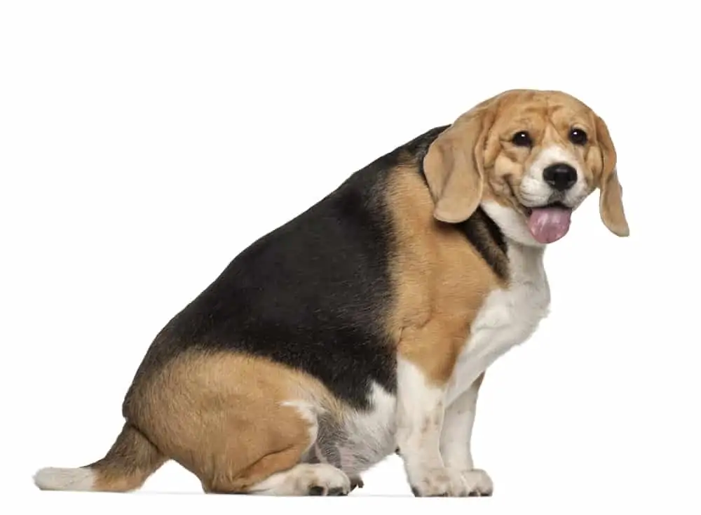 Übergewicht beim Hund