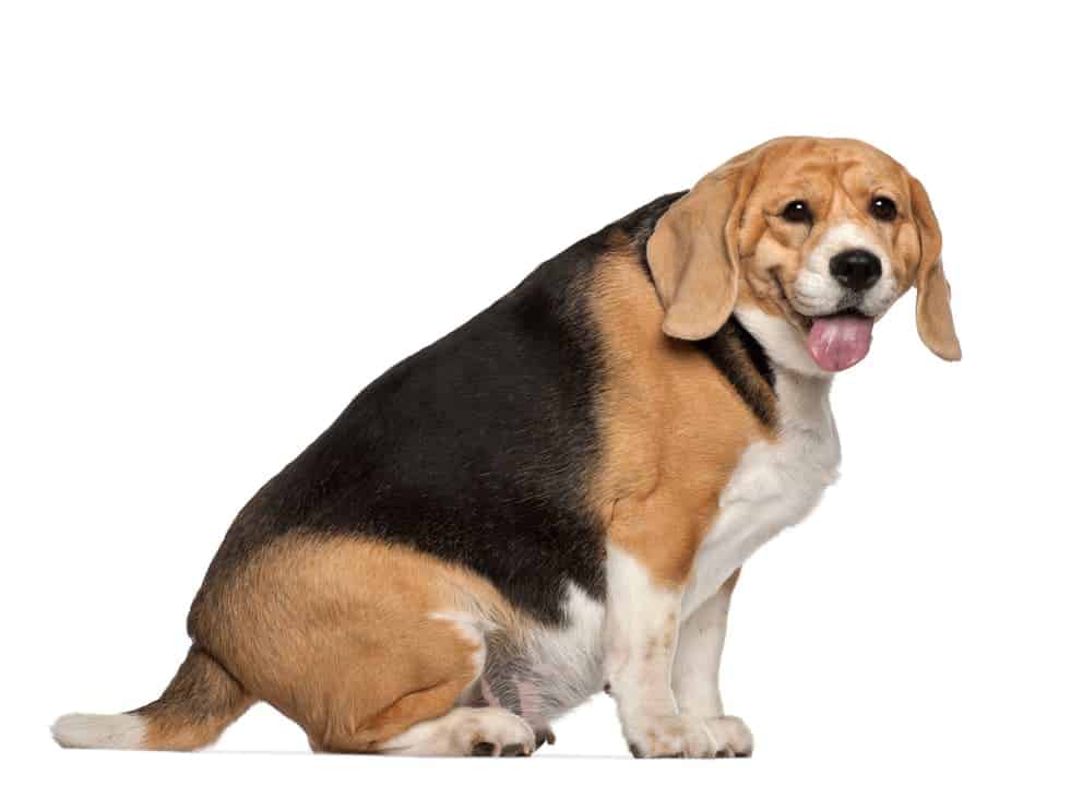 Übergewichtigter Beagle