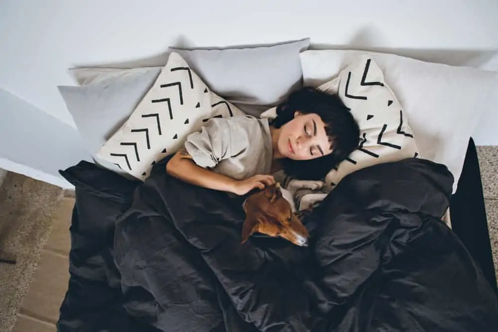 Scheinträchtigkeit beim Hund