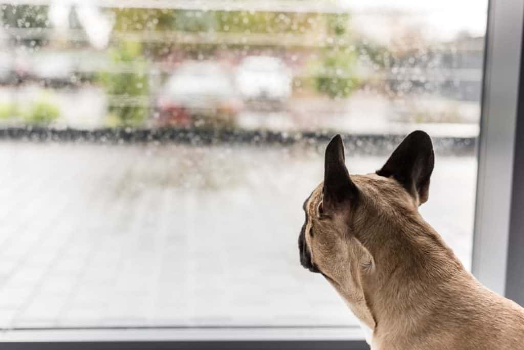 Deinen Hund auslasten Schlechtwetterbeschäftigung für den Hund