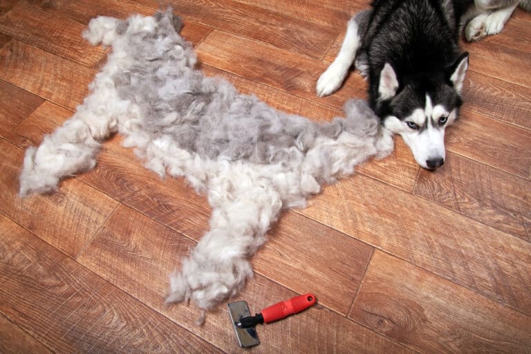 Fellwechsel beim Hund