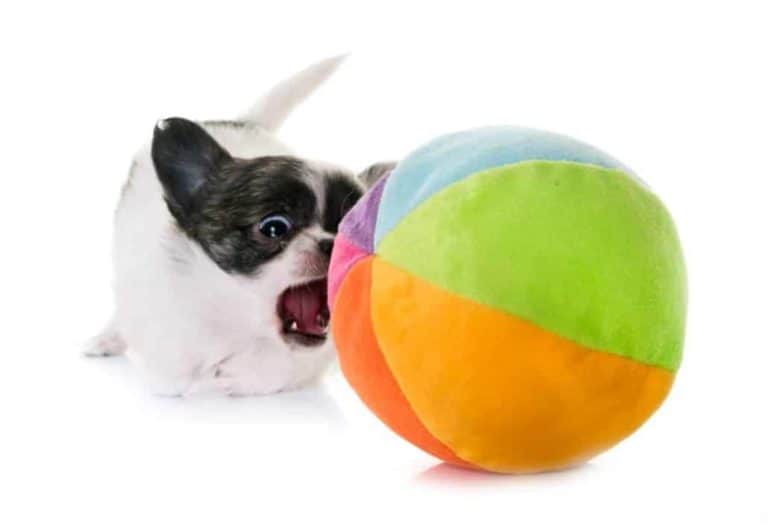 Treibball