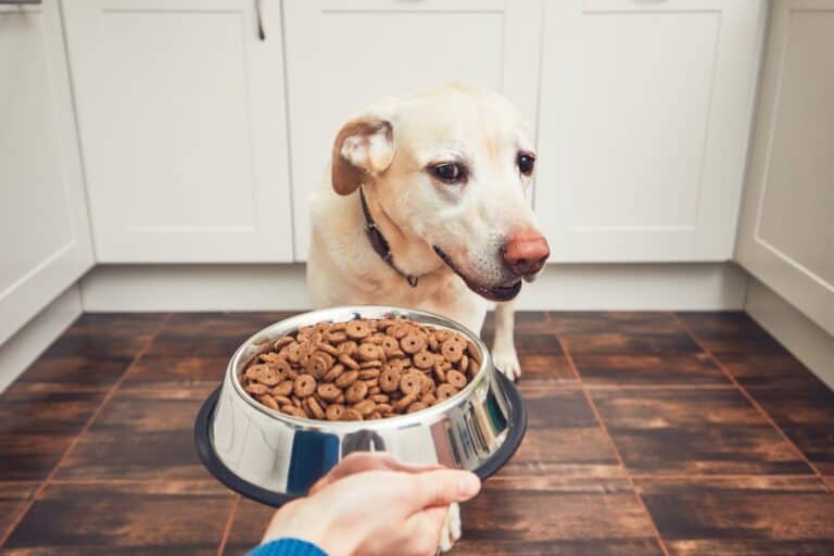 Hund frisst nicht