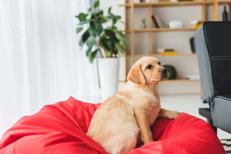 Hund hat Schluckauf Welpe
