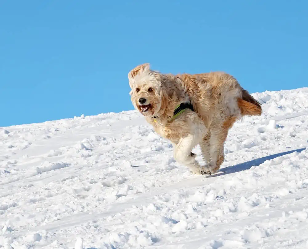 Goldendoodle rennt durch den Schnee