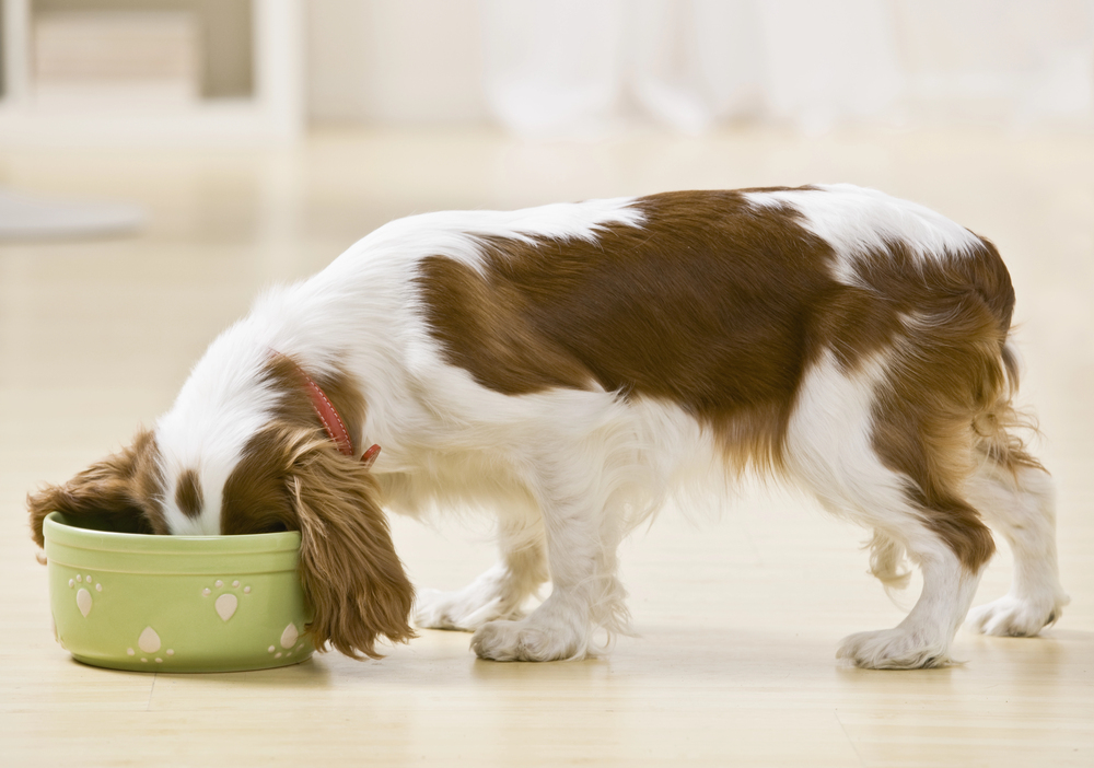 Hundefutter mit hohem Fleischanteil Test Empfehlungen Erfahrungen