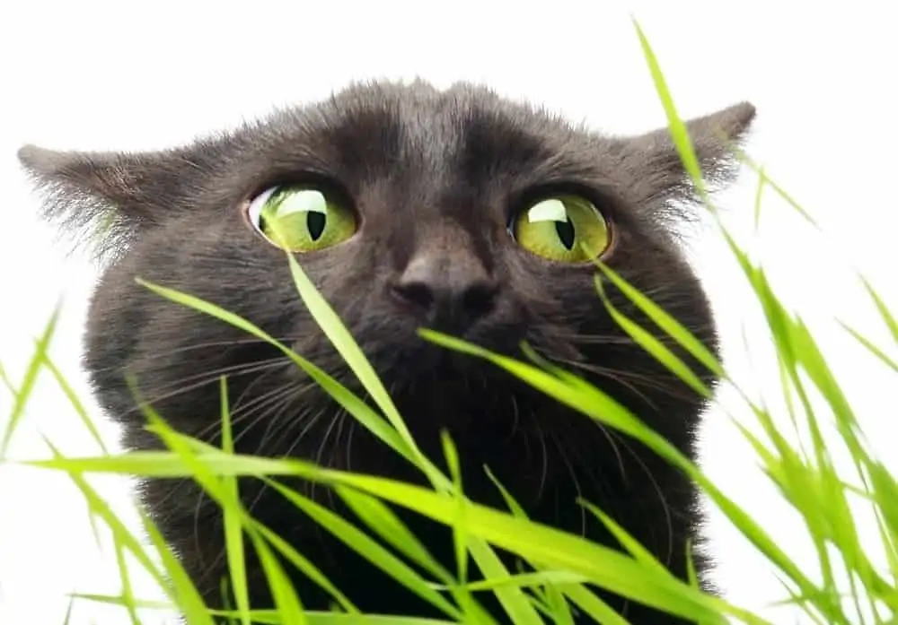 Katze und Gras