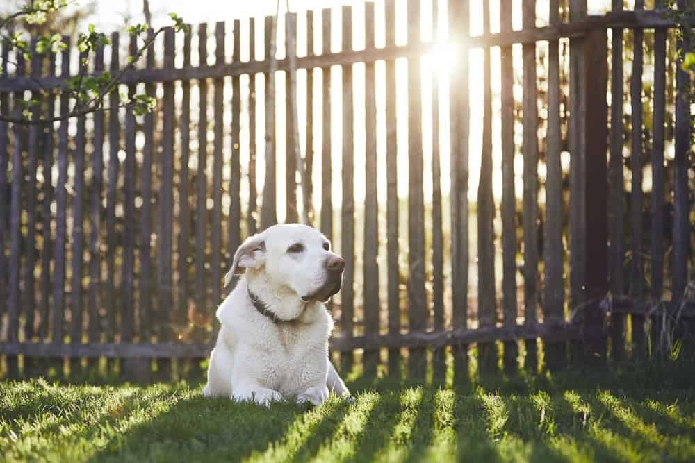 Hund entlaufen Zaun erhöhen wie hoch können Hunde springen