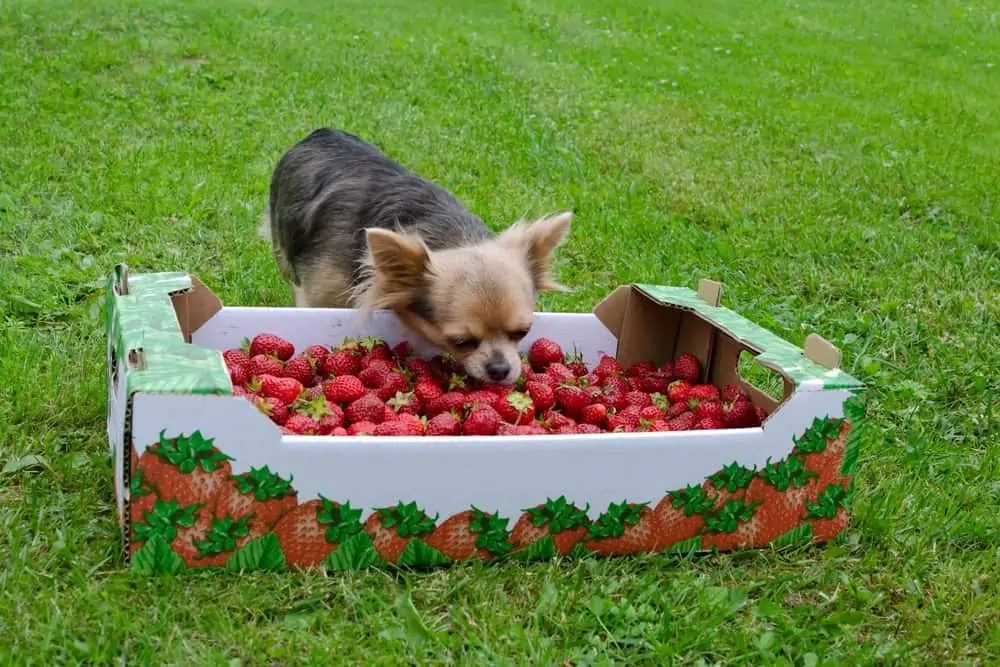 Hund Obst Erdbeeren