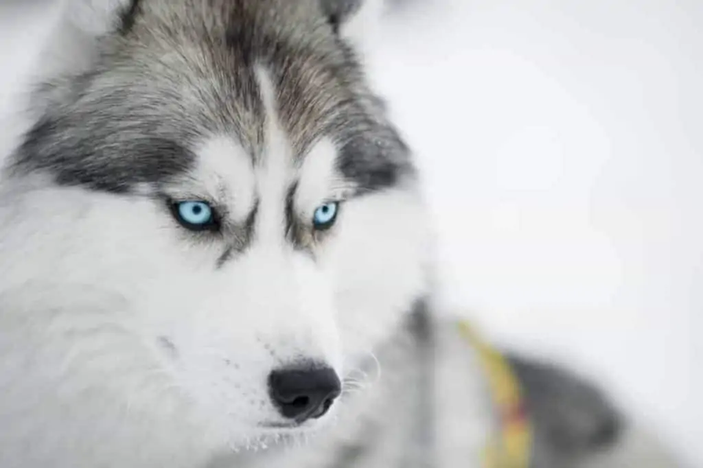 Husky – Rasseportrait eines bewegungsfreudigen Teamplayers
