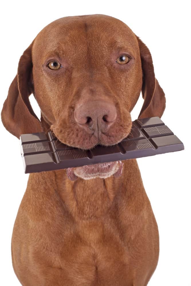 Vergiftung beim Hund durch Schokolade