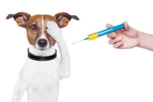 Impfungen für Hunde
