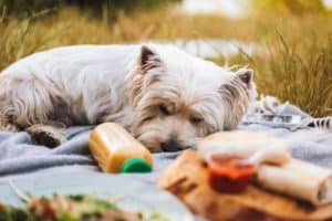 Hunde-Smoothies