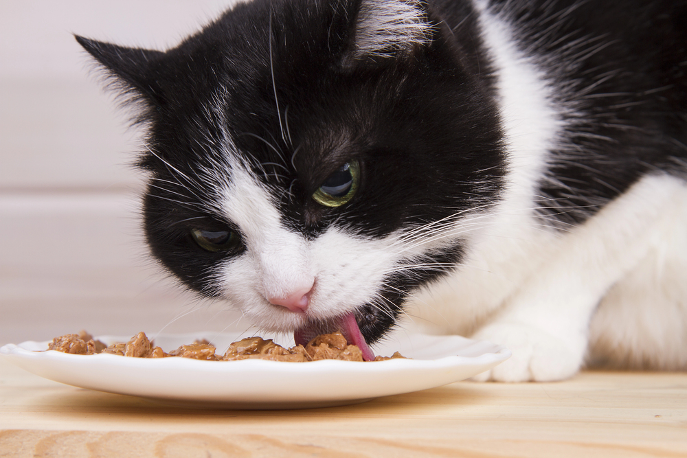 Katzenfutter mit hohem Fleischanteil Test Erfahrung Empfehlungen