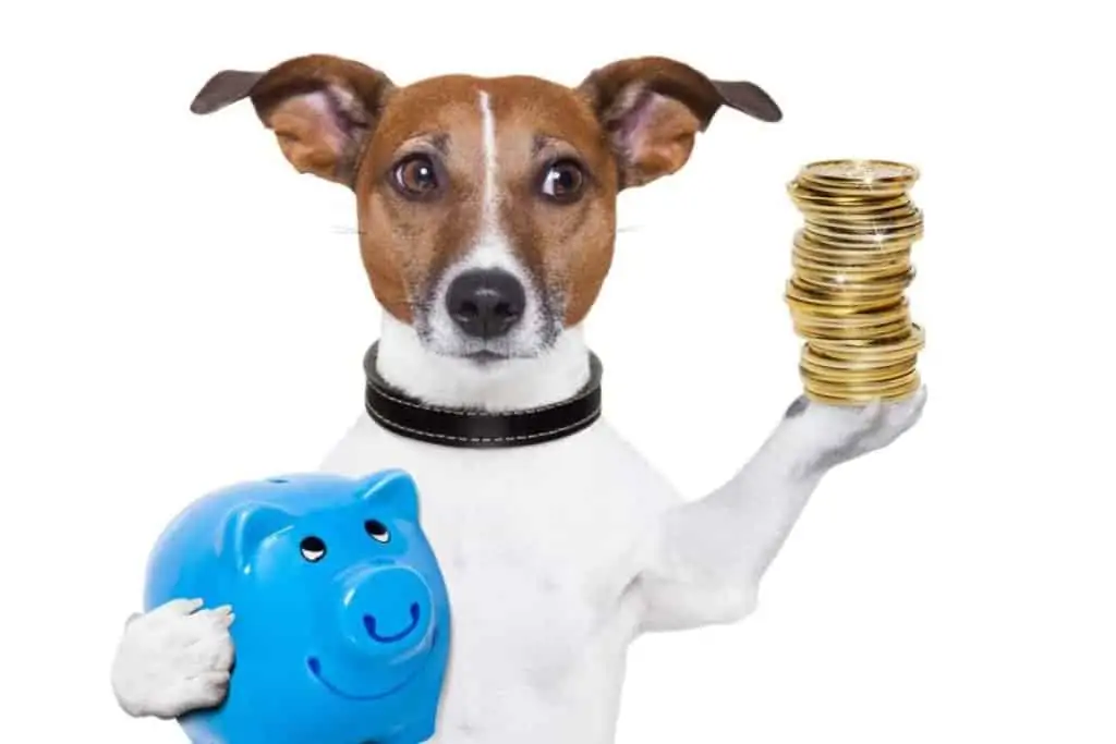 Was kostet ein Hund – Wir zeigen Dir alle möglichen Kosten!