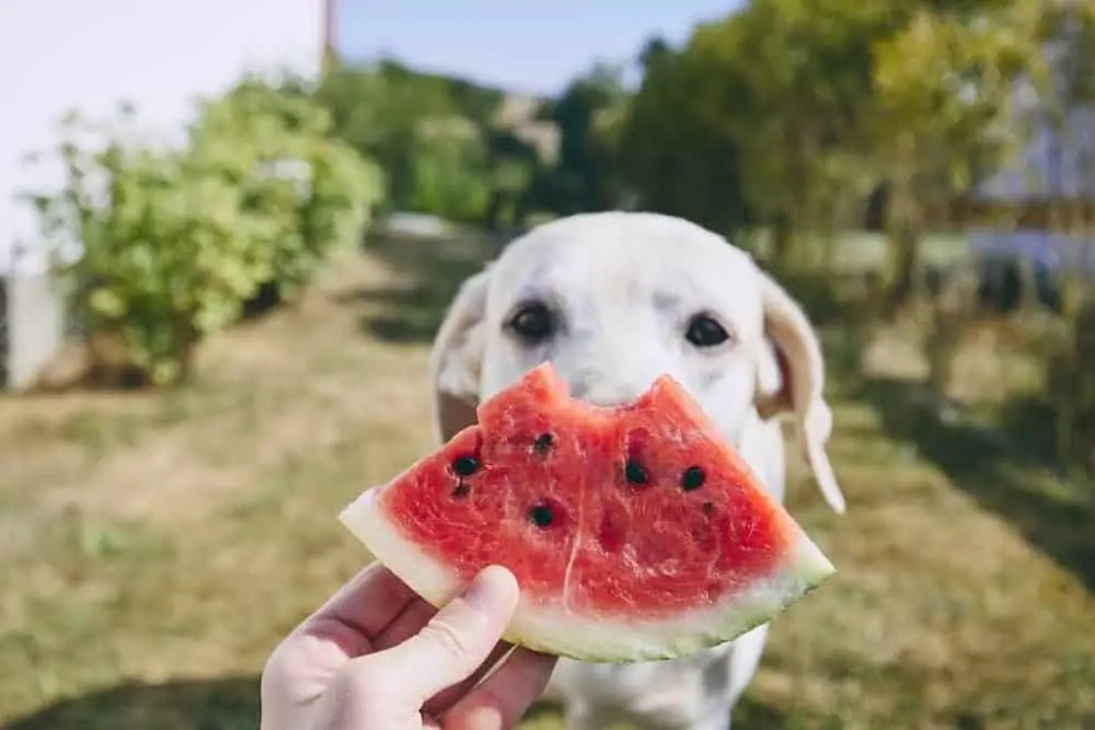 Wassermelone für Hundeeis