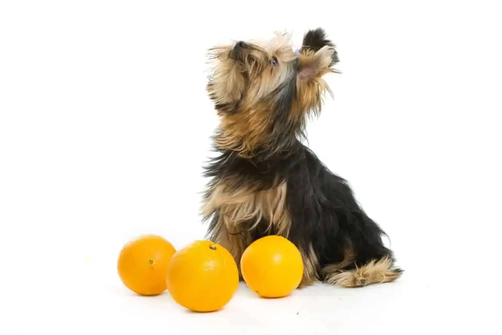 Dürfen Hunde Apfelsinen essen