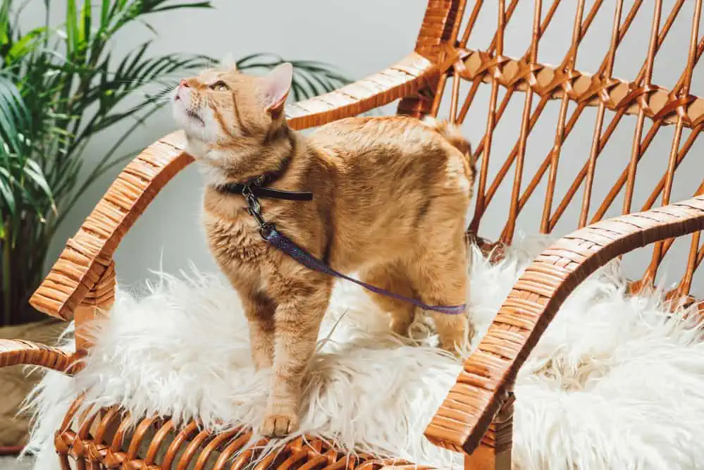 Katzengeschirr statt Halsband für Katzen nutzen