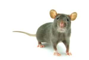 Ratten als Haustiere