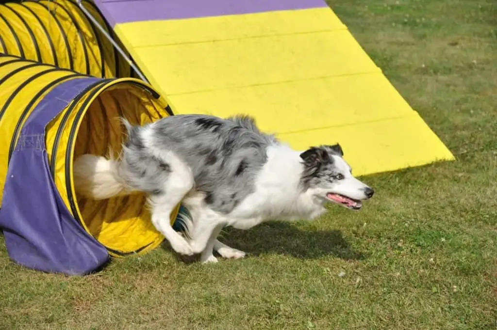 Agility mit dem Hund – Auslastung und Spaß gleichermaßen!