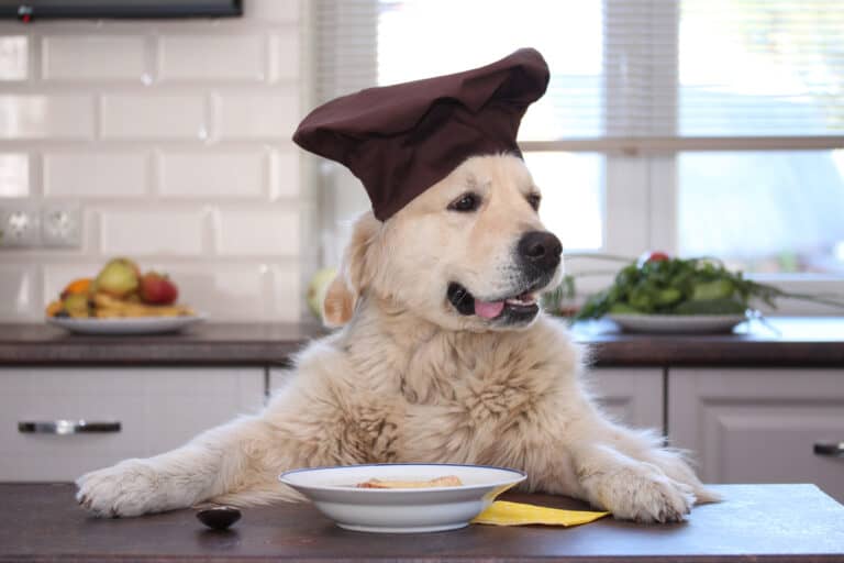 Hühnersuppe für Hunde