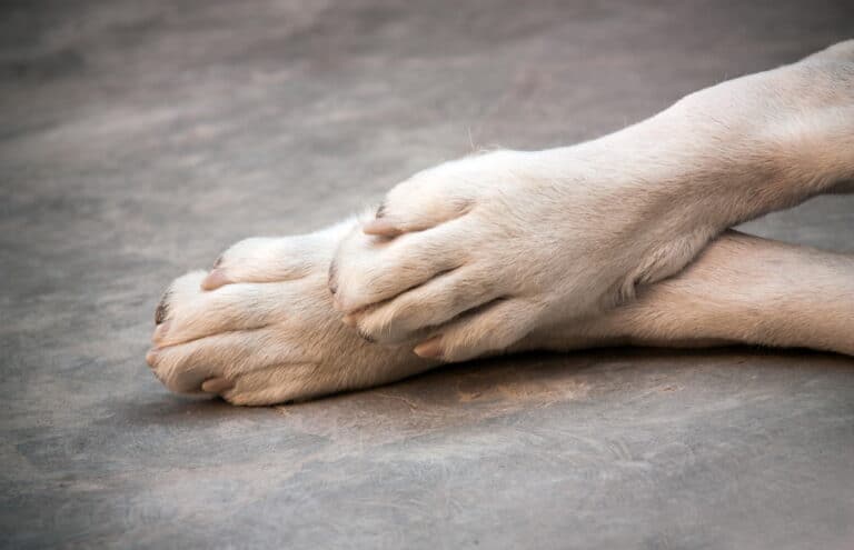 Gelenkerkrankungen beim Hund
