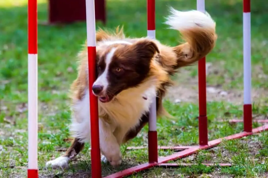 Crossdogging trainiert Körper und Geist des Hundes – so gehts!
