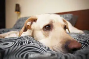 Depressionen beim Hund erkennen und behandeln