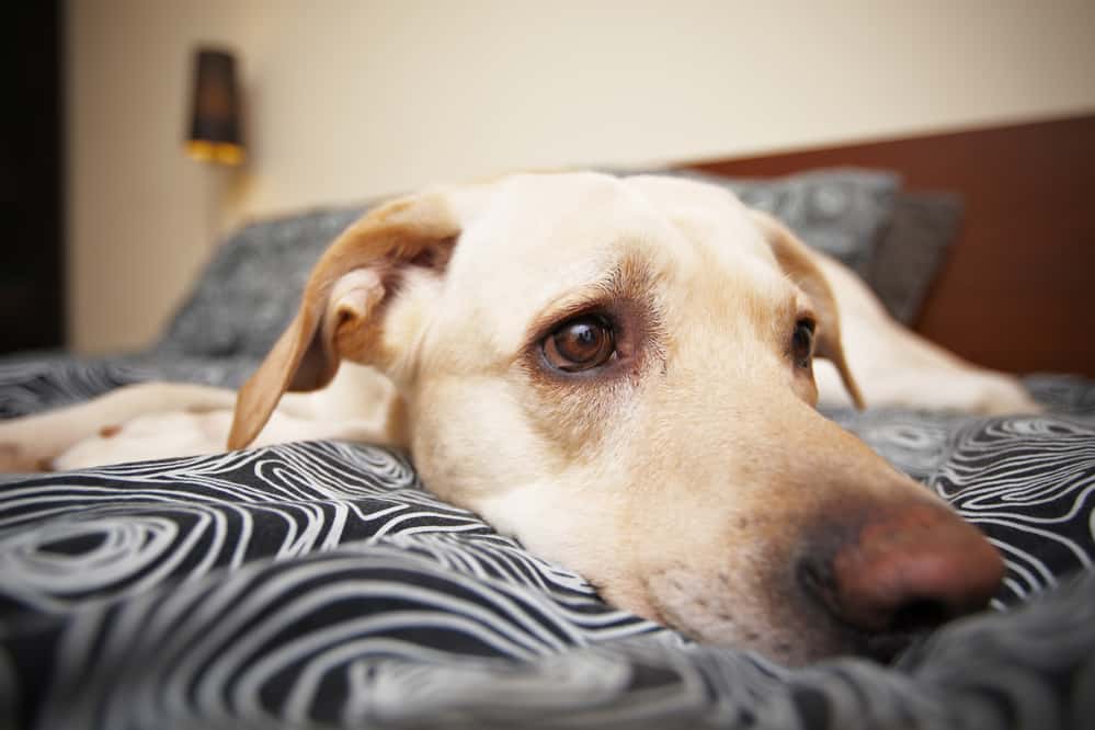 Depressionen beim Hund – Ursachen, Symptome und 5 Behandlungswege