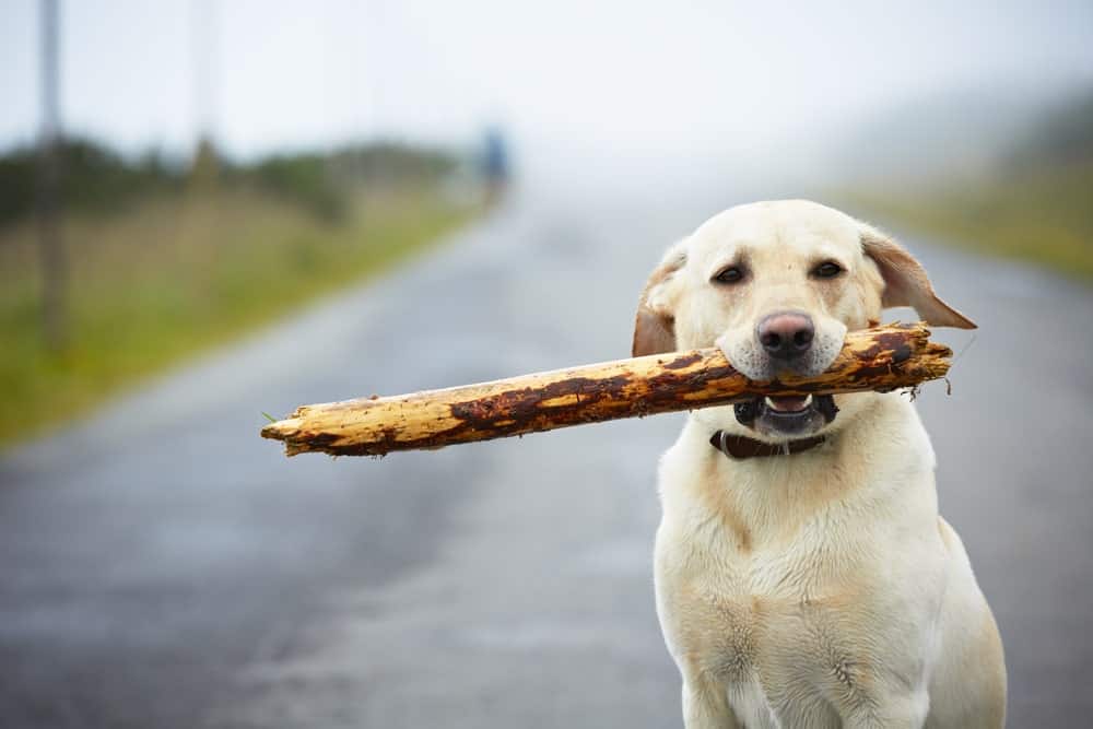 Holz als Füllstoff im Diätfutter für Hunde