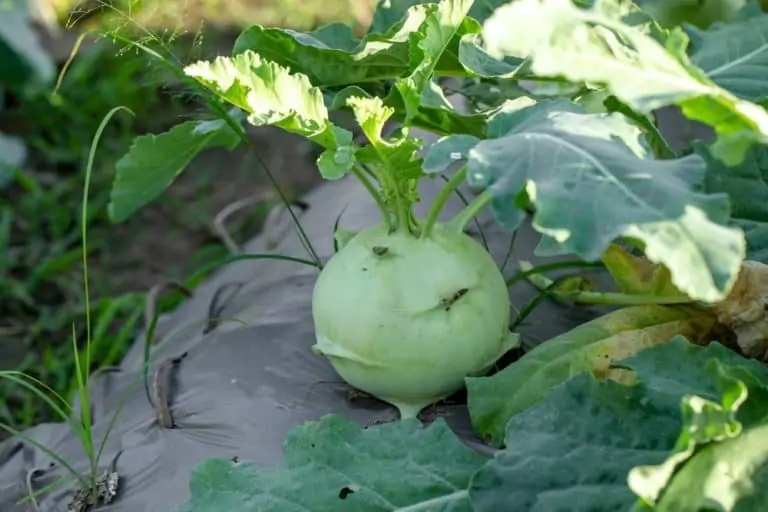 Dürfen Hunde Kohlrabi essen