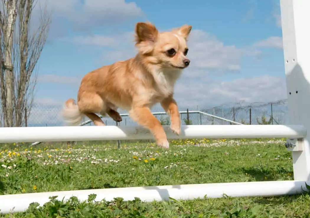 Ein Chihuahua springt über ein Hindernis