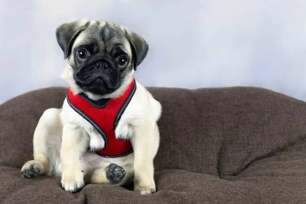 Mops mit Hundegeschirr