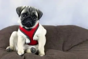 Mops mit Hundegeschirr