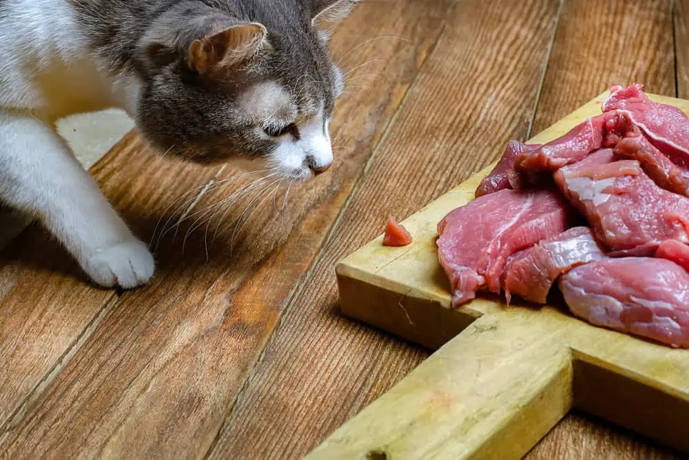 Taurin für Katzen Taurinmangel BARF Rohfleischfütterung