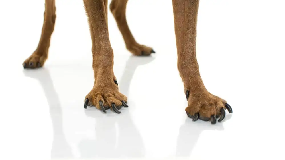 Gelenkerkrankungen beim Hund: Arthrose