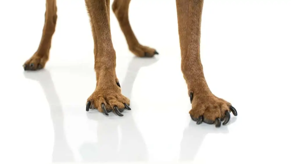 Teufelskralle für Hunde bei Arthrose und Gelenkproblemen