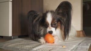 Dürfen Hunde Mandarinen fressen?