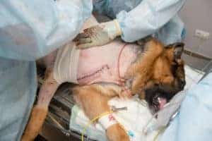 Hunde OP Versicherung