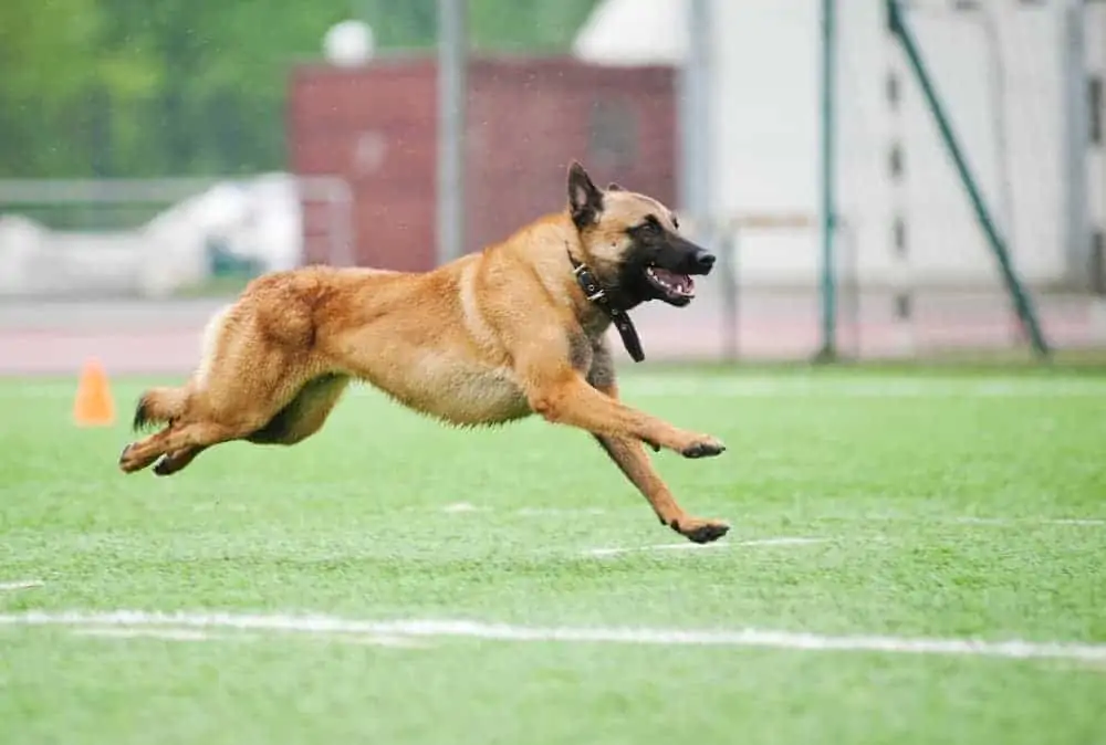 Malinois rennt