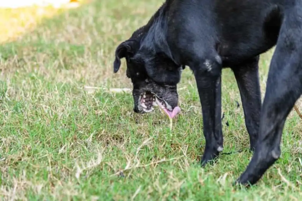 Hund erbricht sich – Worauf Du unbedingt achten solltest!