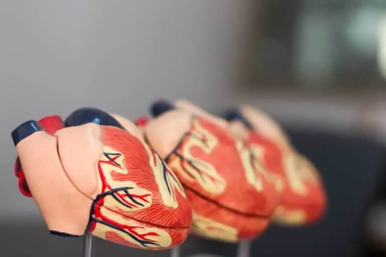 Herzinsuffizienz beim Hund