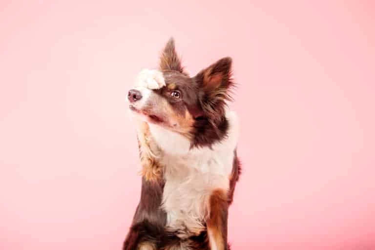 Was Hunde nicht mögen