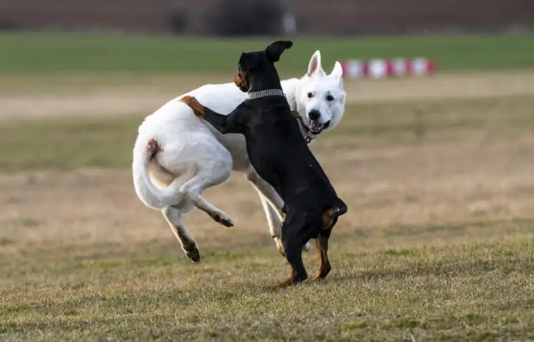 Hund will immer zu anderen Hunden