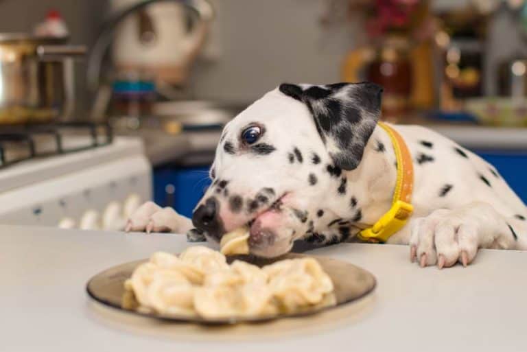 Hund klaut von Tisch