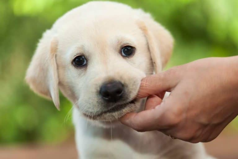 Zahnwechsel beim Hund