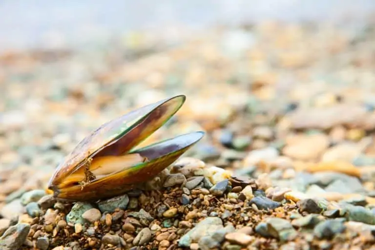 Grünlippmuschelpulver