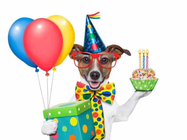 Geburstagsgeschenke für Hunde