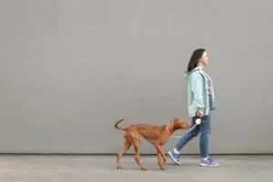 Hundebegegnungen trainieren