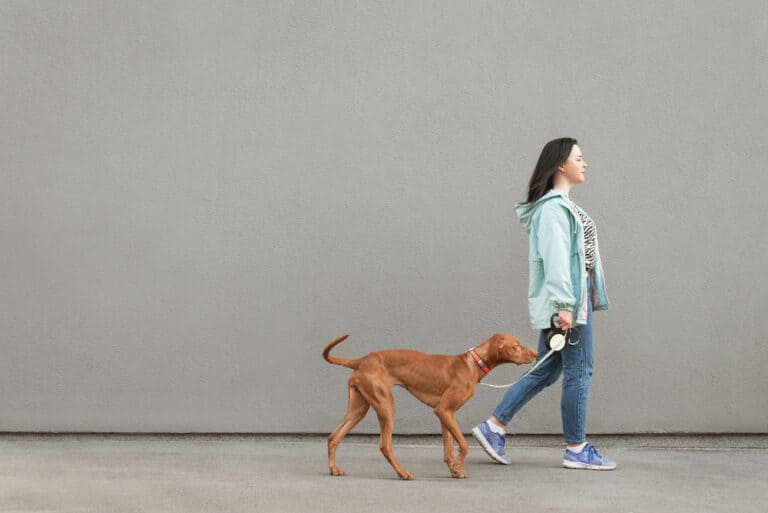 Hundebegegnungen trainieren